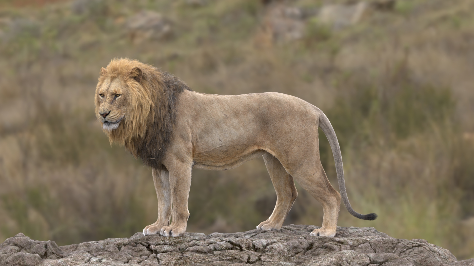 3D Lion Animated model https://p.turbosquid.com/ts-thumb/D0/T7zI2L/vW/lion/jpg/1648633487/1920x1080/turn_fit_q99/3e1122e9491b1c82a1375ea98da99db8505dc18c/lion-1.jpg