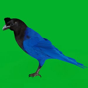 Azure Jay Blue Bird