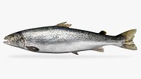 Salmon King - Oncorhynchus tshawytscha
