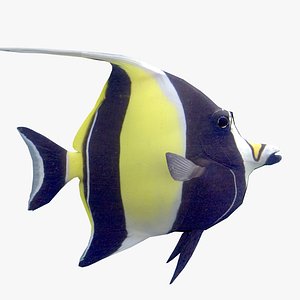 Moorish Idol