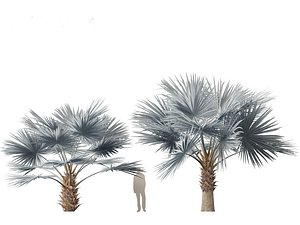 3D Bismarckia nobilis - Silver Bismarck Palm 03