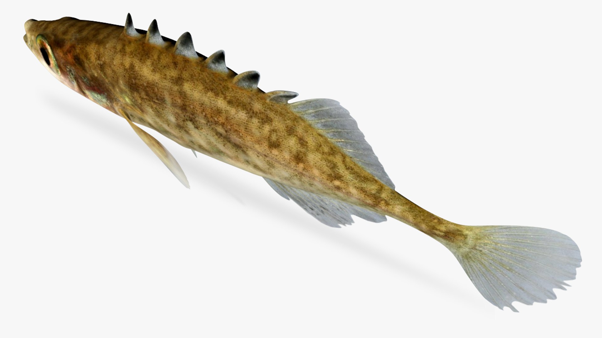 3D Model Culaea Inconstans Brook Stickleback - TurboSquid 1357807