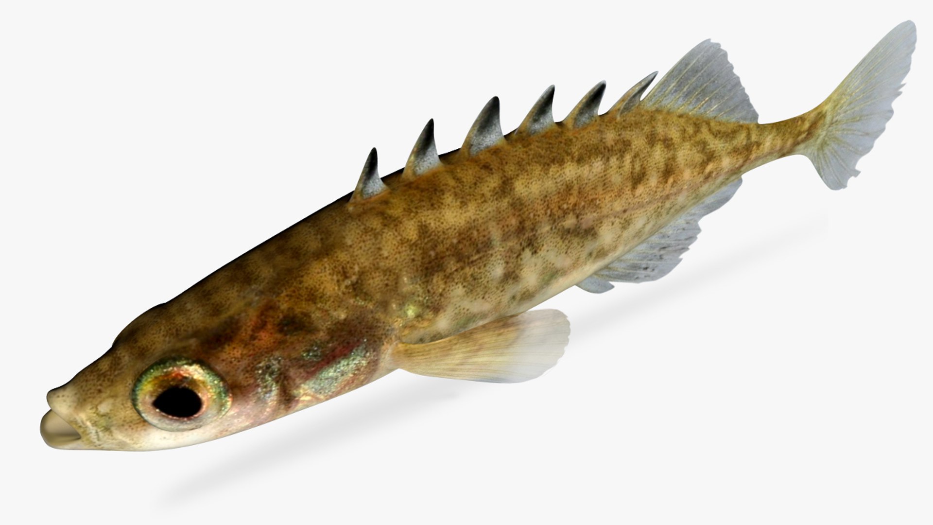 3D Model Culaea Inconstans Brook Stickleback - TurboSquid 1357807