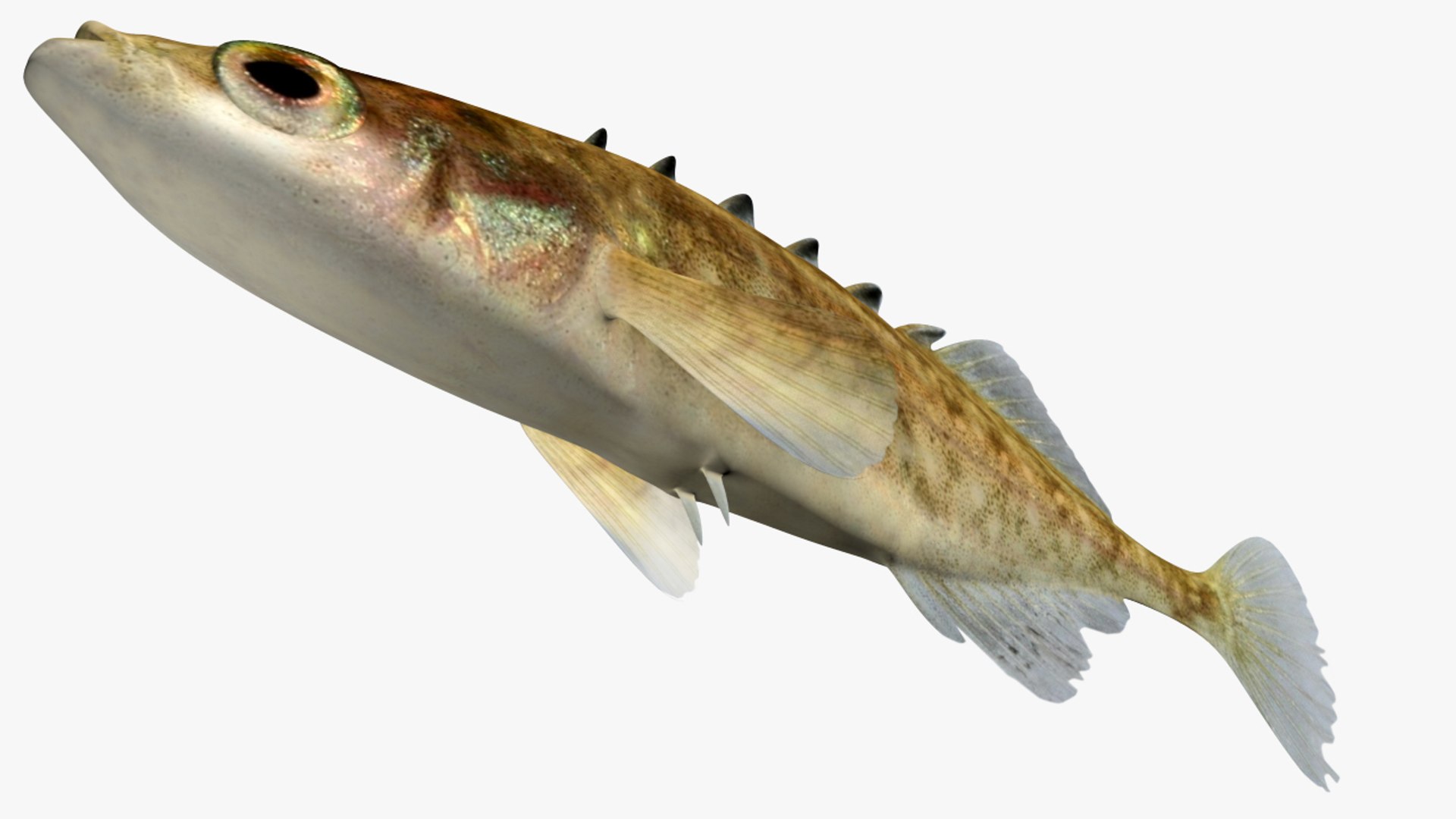 3D Model Culaea Inconstans Brook Stickleback - TurboSquid 1357807