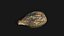 Medieval Grape Seed Vitis vinifera PBR 8K
