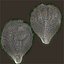 Medieval Grape Seed Vitis vinifera PBR 8K