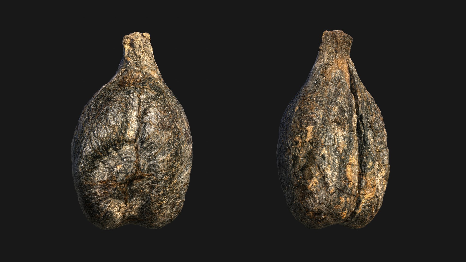 3D model Medieval Grape Seed Vitis vinifera PBR 8K https://p.turbosquid.com/ts-thumb/D0/sl5riA/l9/vine_pip04/jpg/1759927445/1920x1080/fit_q87/62d161ef7419599a6c0e84acc6db5f5e0f514498/vine_pip04.jpg