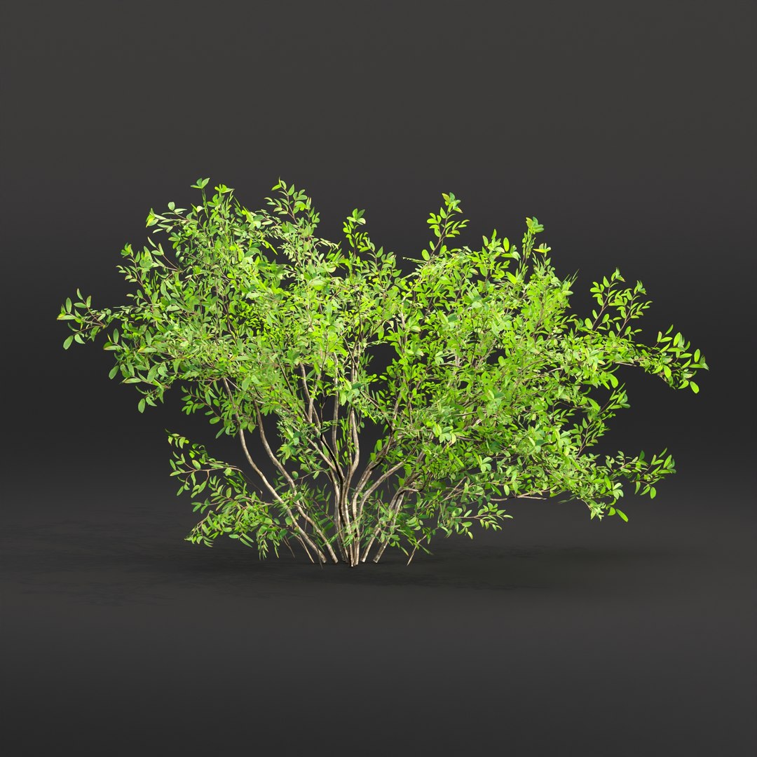 Low Poly Bushes Collection Vol 30-3dmodel 3D - TurboSquid 2247666