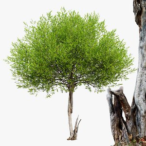 Fresh Curly Willow Branches - 3D Model for VRay, Corona