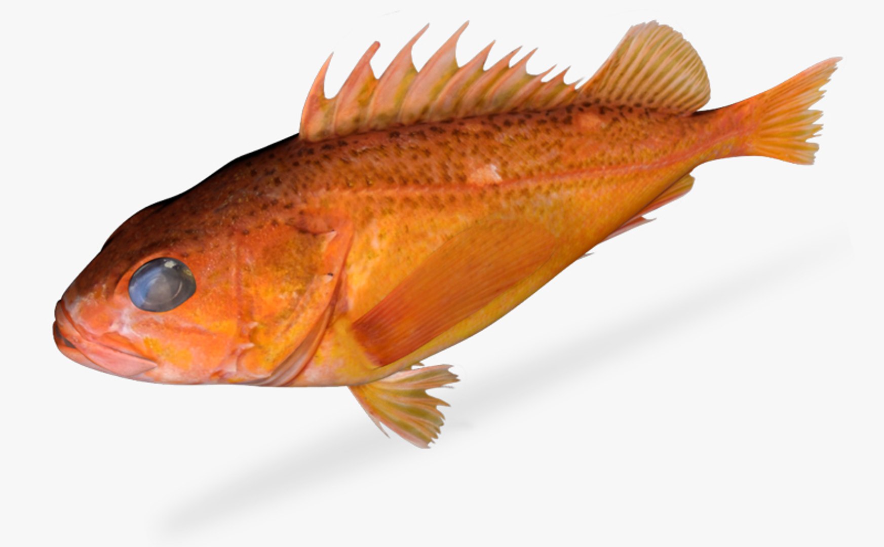 greenspotted rockfish 3d fbx https://p.turbosquid.com/ts-thumb/D1/4riN4p/7jEfRoje/3/jpg/1459529181/1920x1080/fit_q87/50c6e6c060d82aa51fc2a4d28ffbe04123d38e97/3.jpg