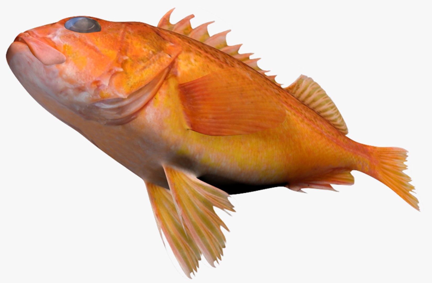 greenspotted rockfish 3d fbx https://p.turbosquid.com/ts-thumb/D1/4riN4p/QWaUavJT/2/jpg/1459529181/1920x1080/fit_q87/8281ae7bcdcd3b1d2f3d4cbe28af8de5f19e3201/2.jpg