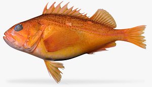 Greenspotted Rockfish