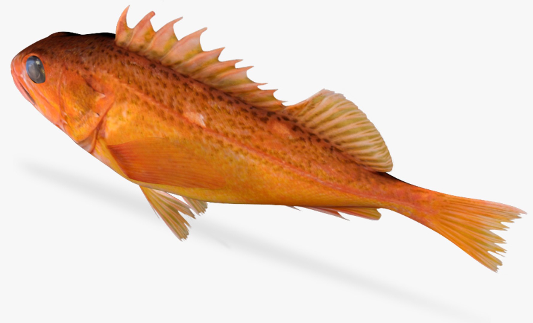 greenspotted rockfish 3d fbx https://p.turbosquid.com/ts-thumb/D1/4riN4p/sybACVBB/4/jpg/1459529181/1920x1080/fit_q87/ee35c8dd7e91f1c07aaf13ee83cfc3326a820ae0/4.jpg