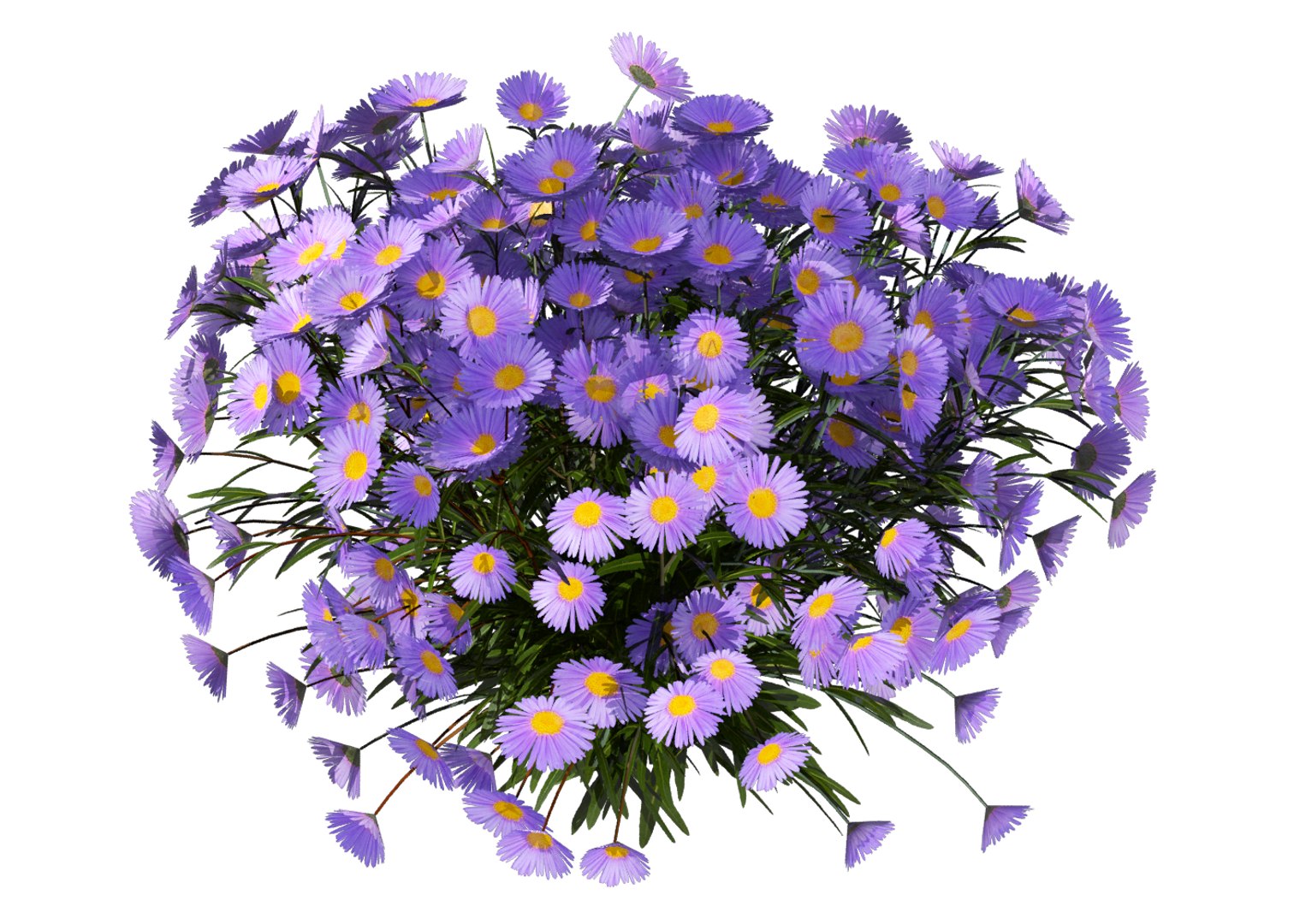 aster flowers 3D https://p.turbosquid.com/ts-thumb/D1/8bSikB/ATv9Ljcm/flower_aster_3d_03/png/1517390541/1920x1080/fit_q87/0eb930888152b702ccdd81363b14007212e305bf/flower_aster_3d_03.jpg