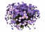 Flowers aster 3D