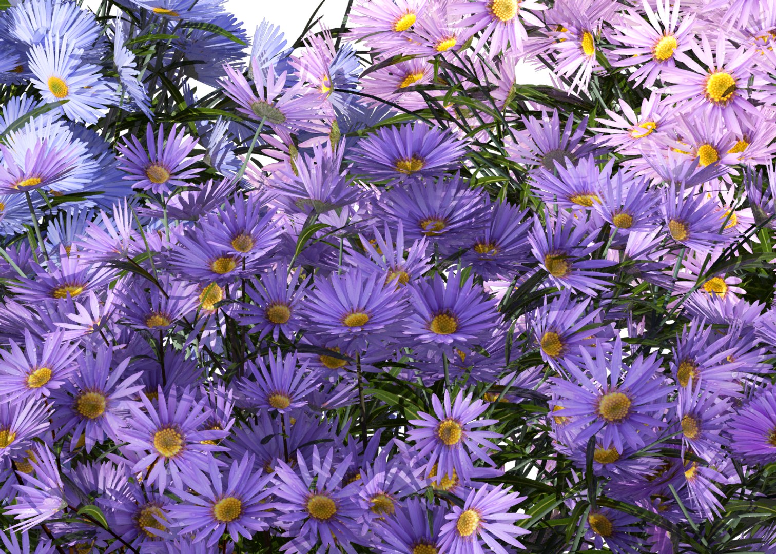 aster flowers 3D https://p.turbosquid.com/ts-thumb/D1/8bSikB/B8vAXkUT/flower_aster_3d_09/png/1517390733/1920x1080/fit_q87/20f457431ad1d9db57fe8de79571a9b400a1328d/flower_aster_3d_09.jpg