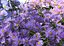 Flowers aster 3D