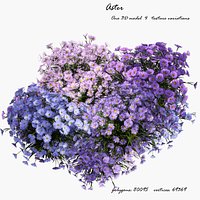 Flowers aster 3D