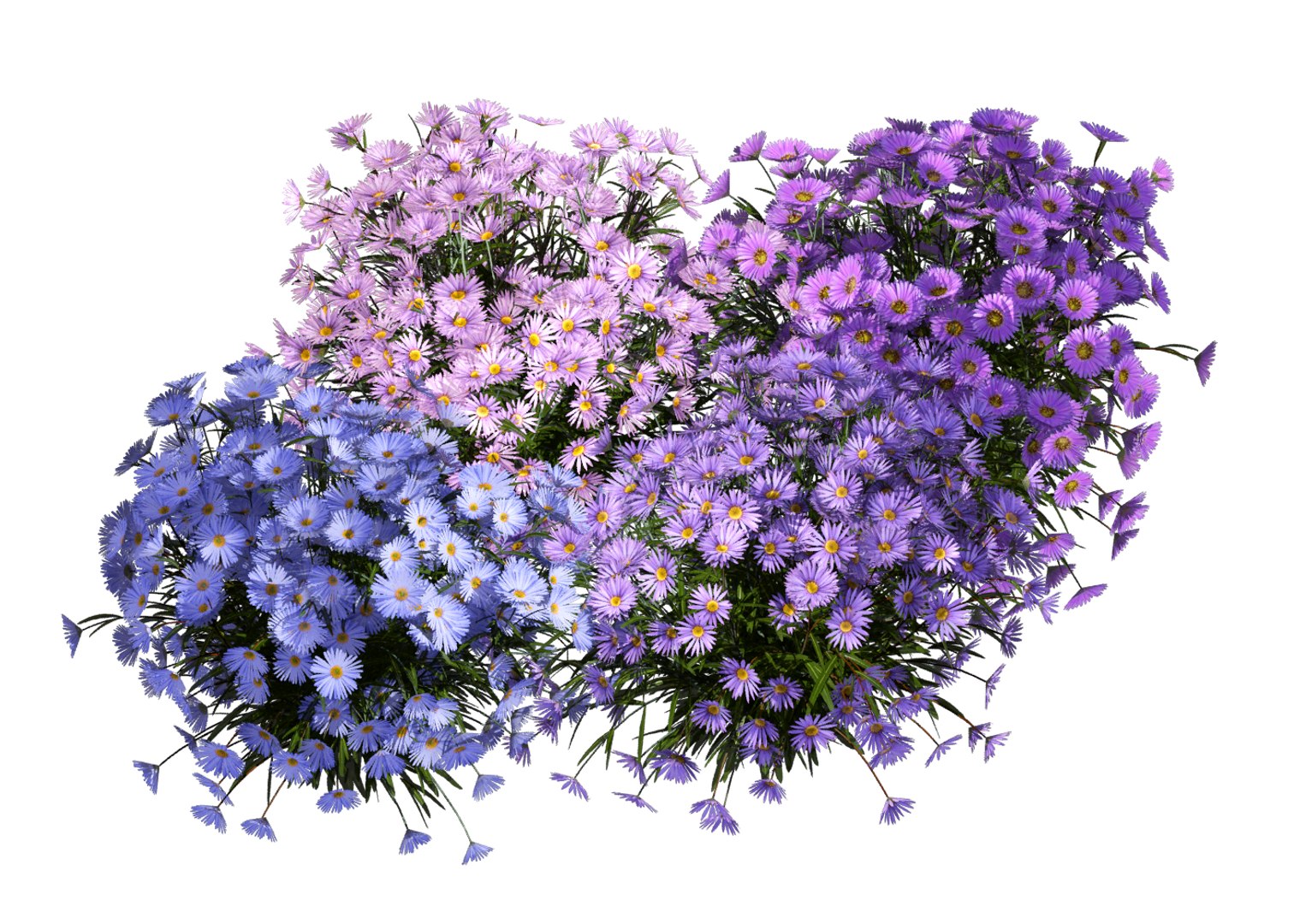 aster flowers 3D https://p.turbosquid.com/ts-thumb/D1/8bSikB/fJexWhms/flower_aster_3d_08/png/1517390675/1920x1080/fit_q87/2891487e0a4a5947a520170ff646e852227abfe2/flower_aster_3d_08.jpg