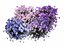 Flowers aster 3D