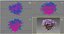 Flowers aster 3D