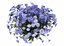 Flowers aster 3D