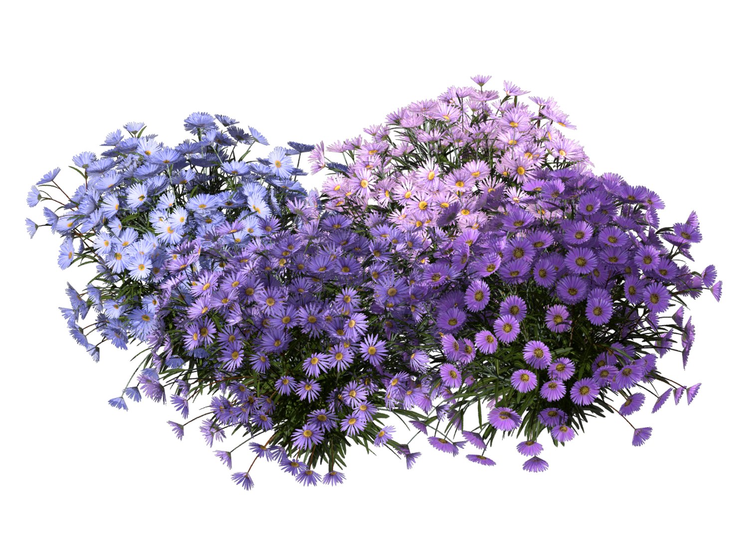aster flowers 3D https://p.turbosquid.com/ts-thumb/D1/8bSikB/jpHacqGH/flower_aster_3d_07/png/1517390638/1920x1080/fit_q87/2218f347e0d5e8ca0b7816a3a938b5cb88b03ad8/flower_aster_3d_07.jpg
