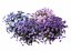 Flowers aster 3D