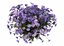 Flowers aster 3D