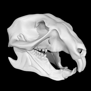 3D Squirrel skull