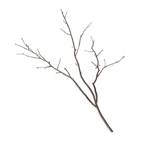 Branch 3