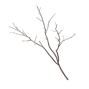 Branch 3
