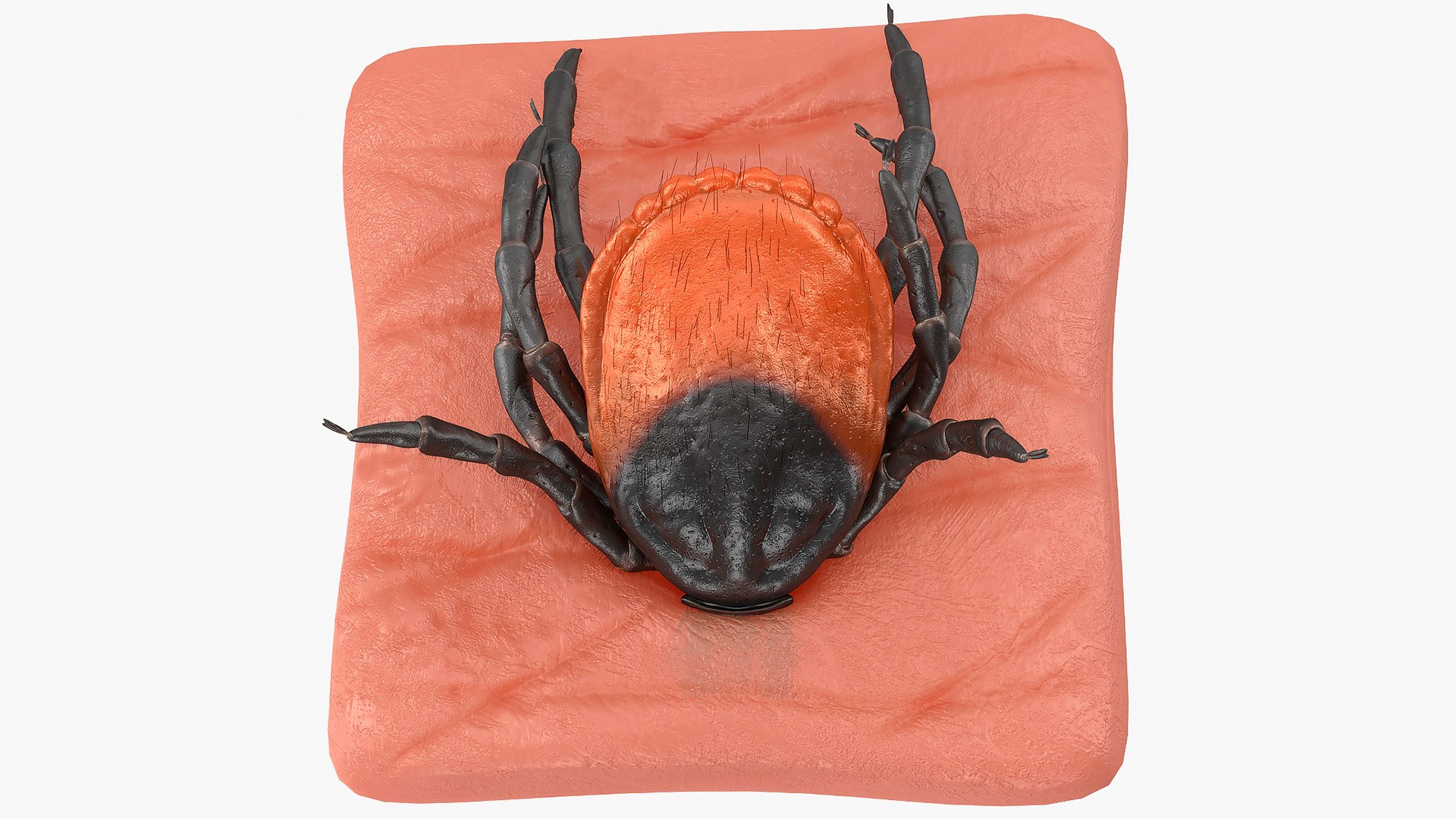 Tick Stuck in Skin Fur 3D model preview