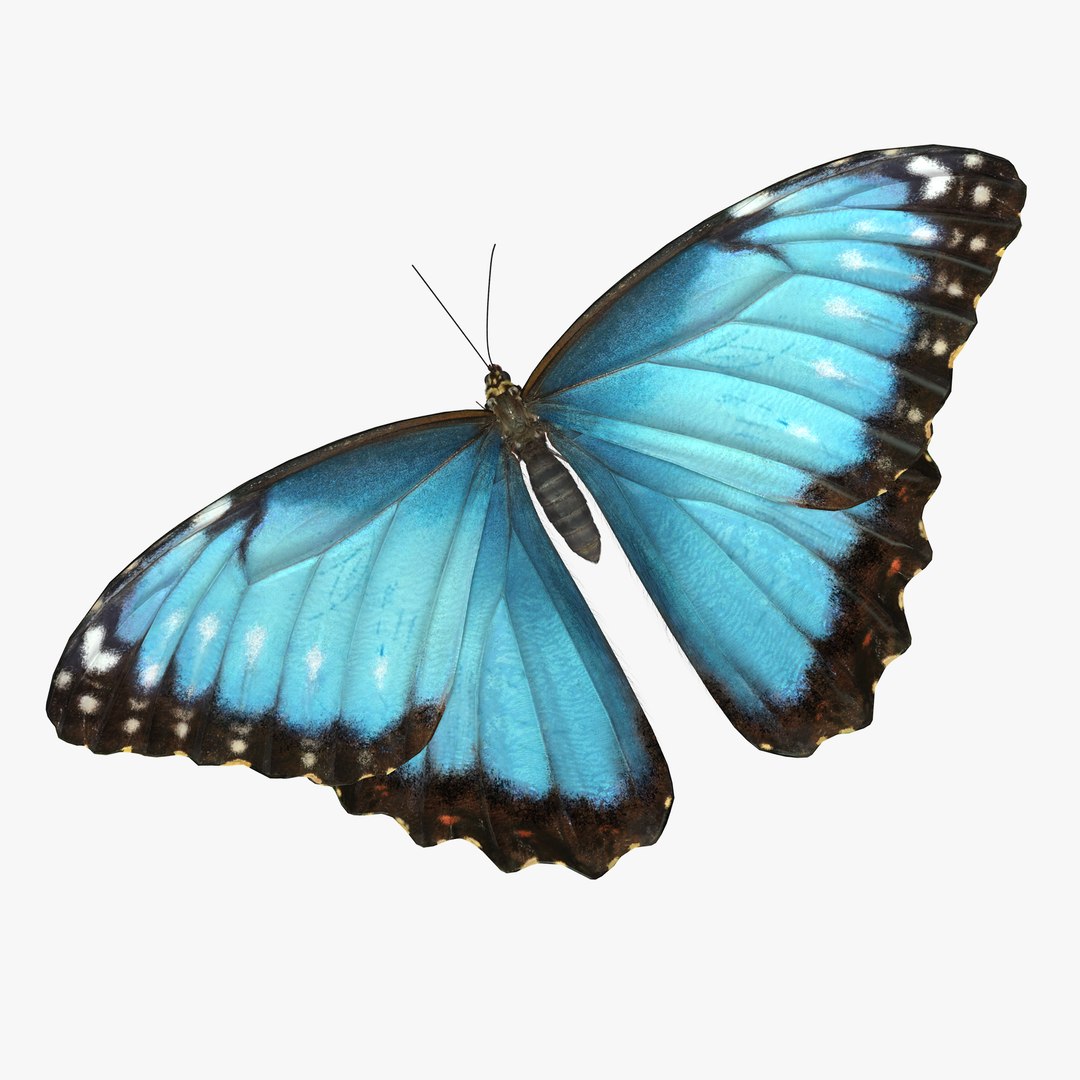 Butterfly Morpho Peleides with Fur 3D model preview