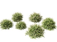 Abelia x grandiflora - Glossy abelia