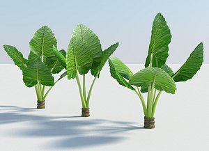 Alocasia Montana