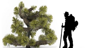 yucca brevifolia 3D model