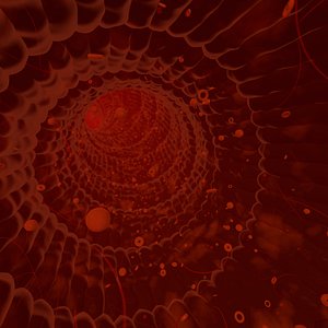 Human Vein Interior model