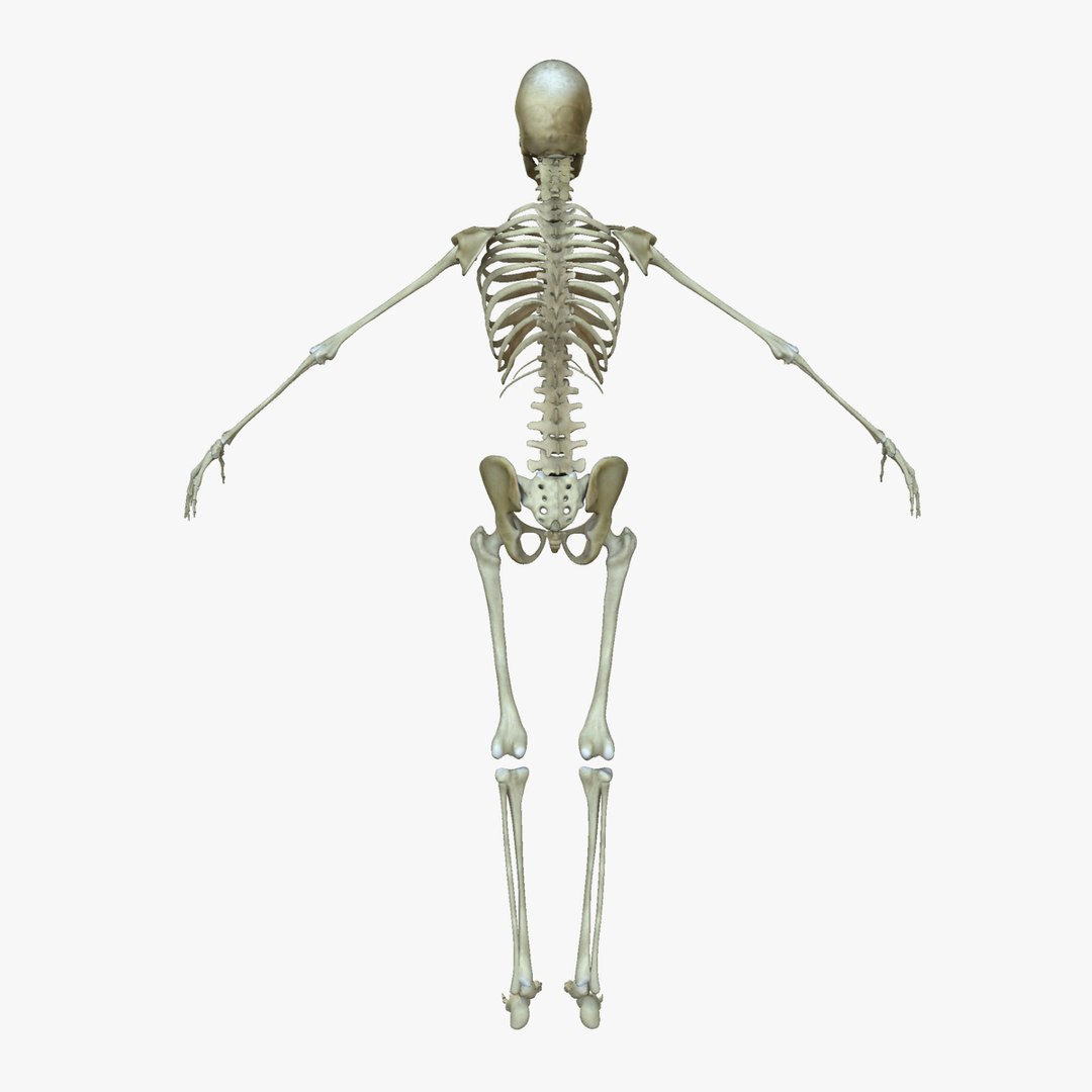 3d Female Human Skeleton Bone