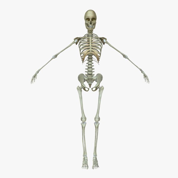 3d female human skeleton bone