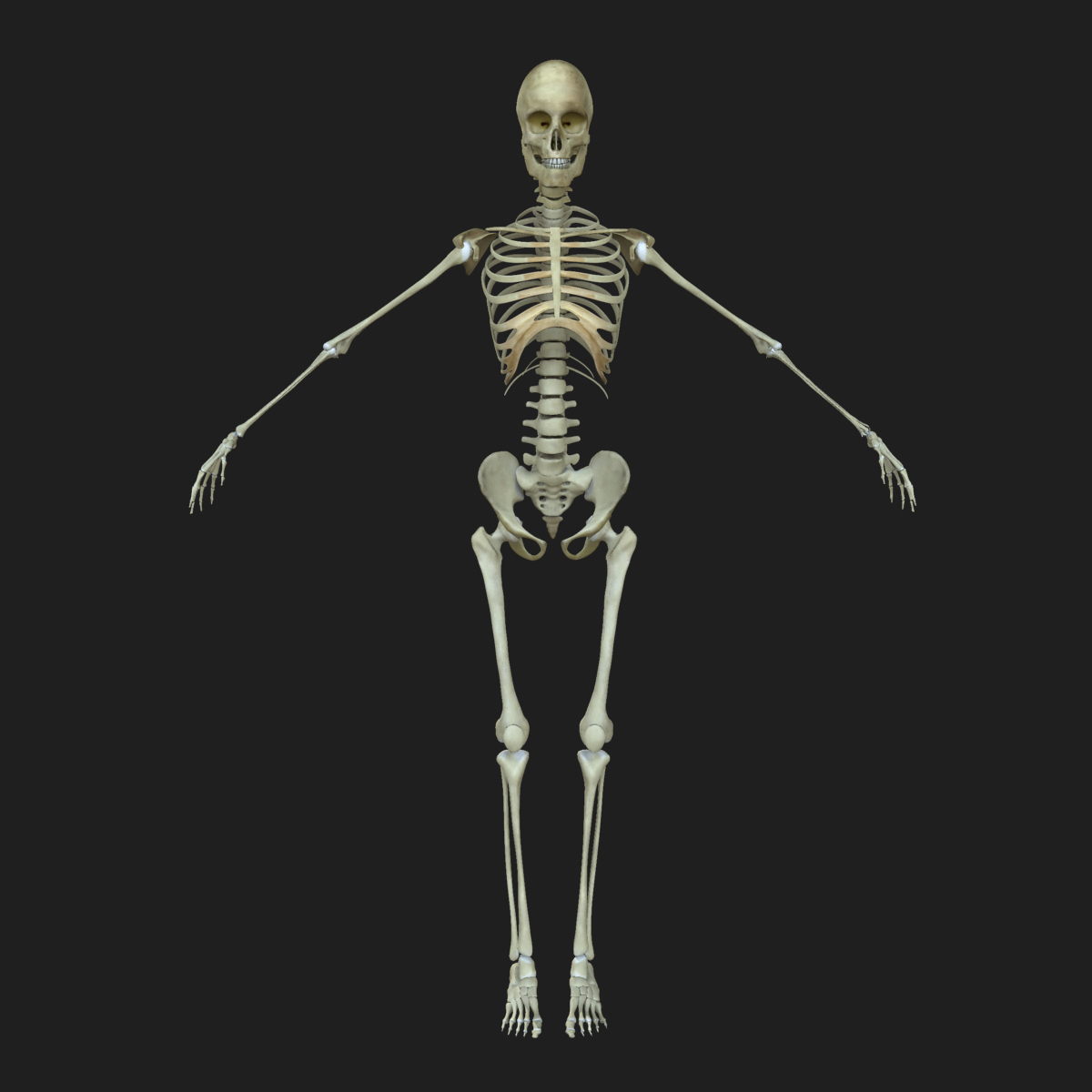 3d female human skeleton bone