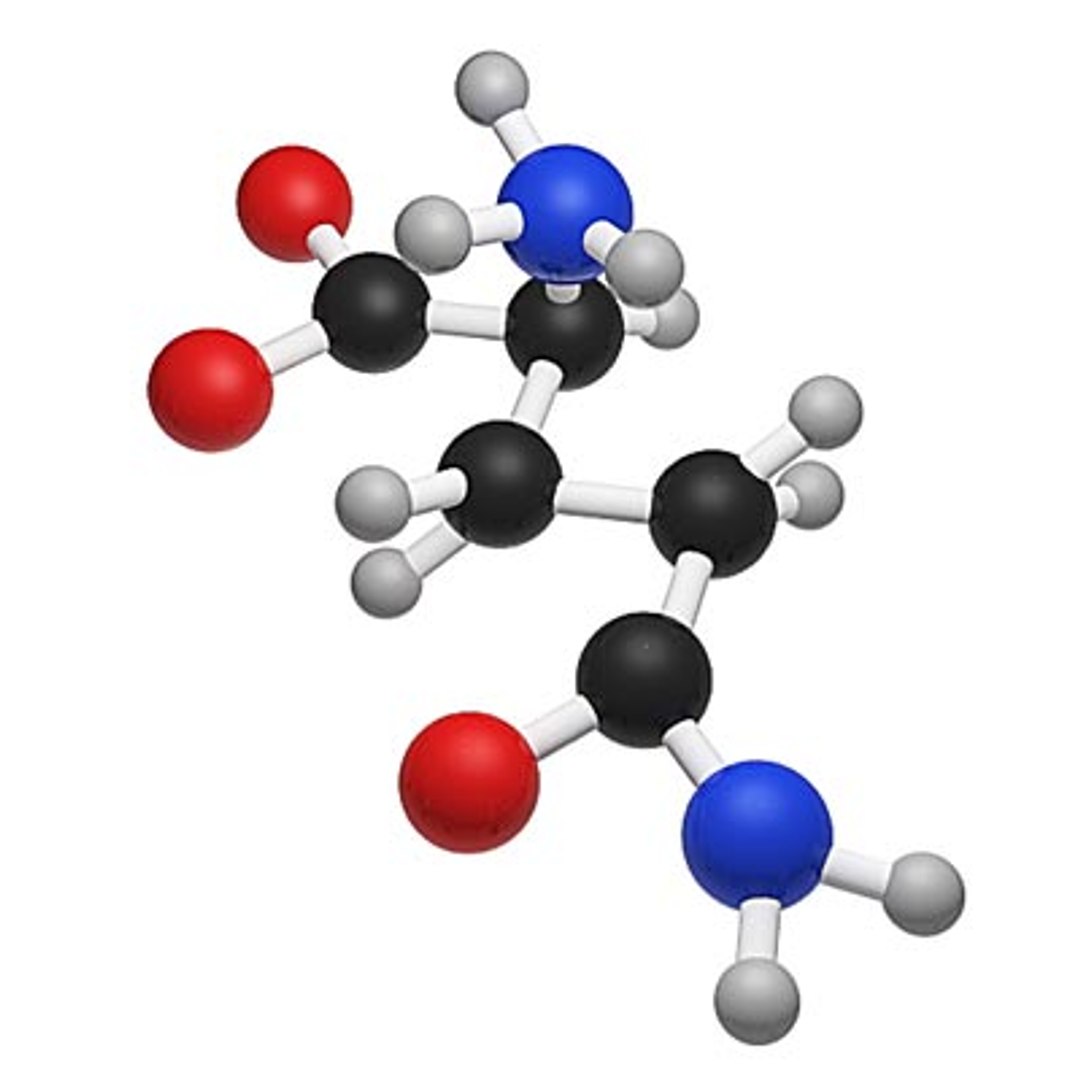 Glutamine Molecule Structure Max