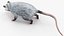 3D Opossum Eating Animated Rigged for Maya