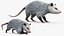 3D Opossum Eating Animated Rigged for Maya