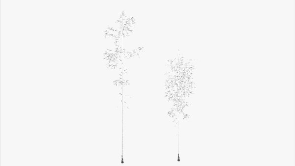 bamboo grow Animation 3D 모델 - TurboSquid 1896526