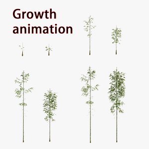 bamboo grow Animation 3D model