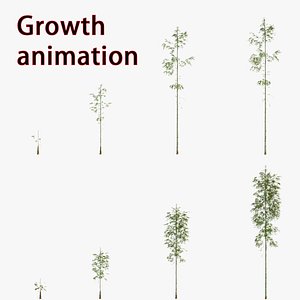 bamboo grow Animation 3D model