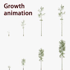 bamboo grow Animation