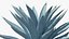 Planta Big Agave Tequilana Blue Agave