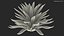 Planta Big Agave Tequilana Blue Agave